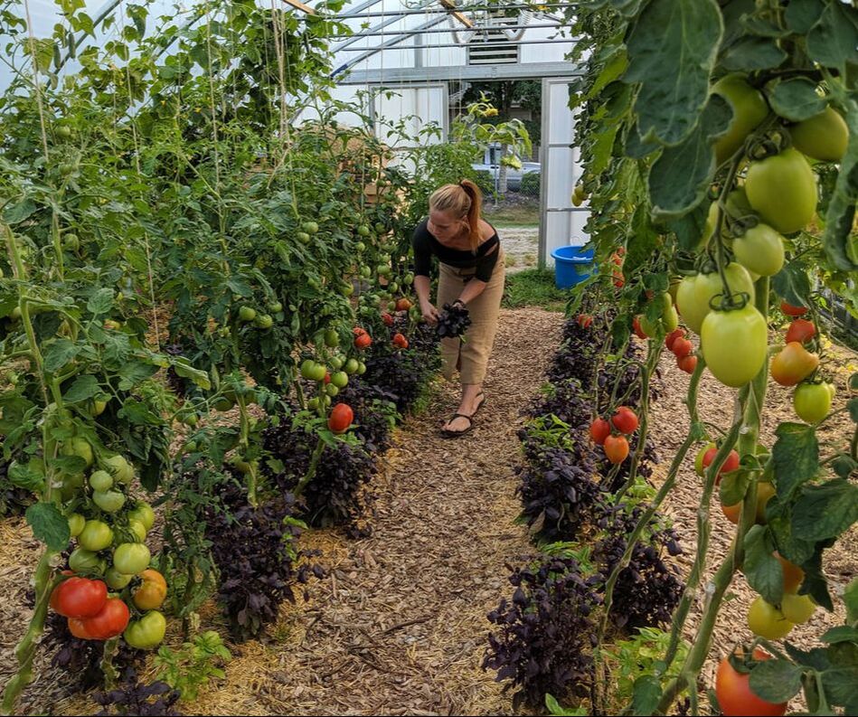 Constance in greenhouse with tomatoes growing