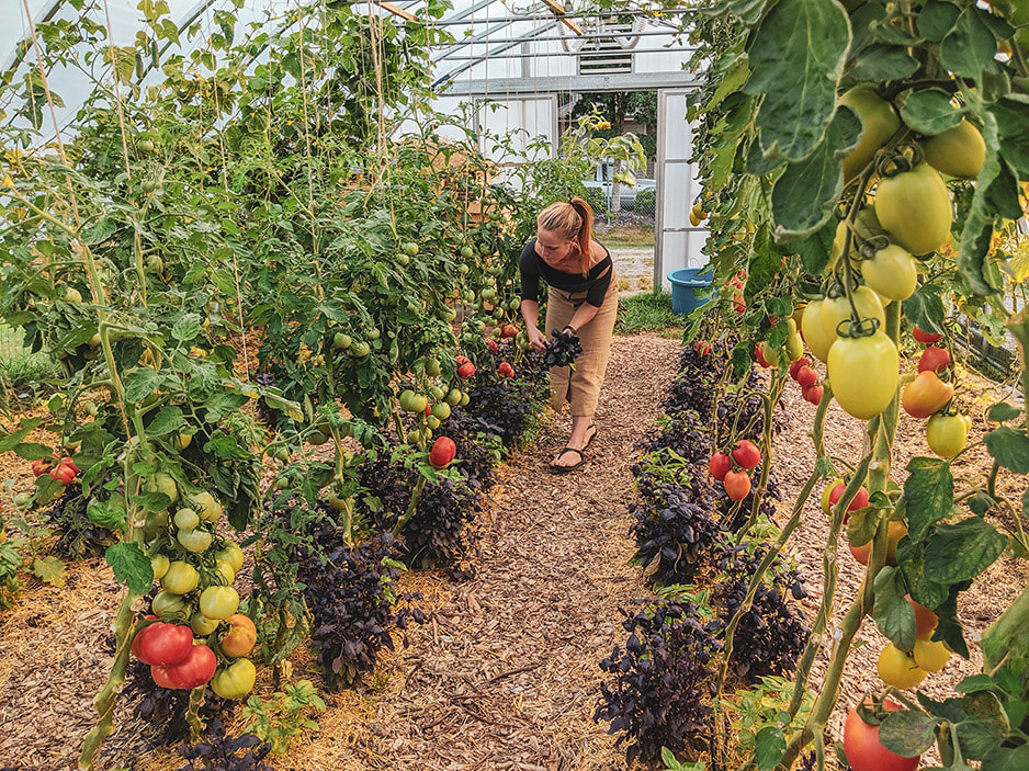constance tending to the tomatoes in the greenhouse