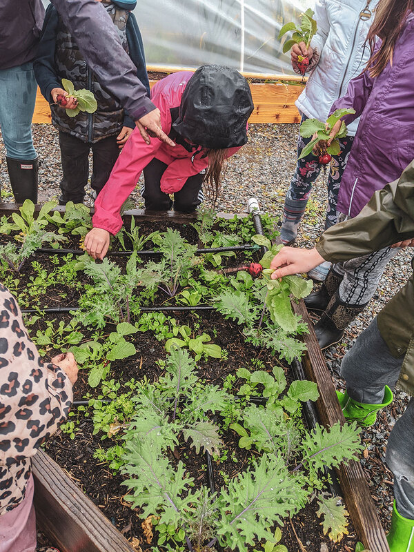 children harvesting vegetables from garden bed